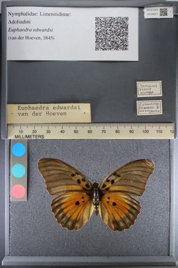 Media type: image;   Entomology 194871